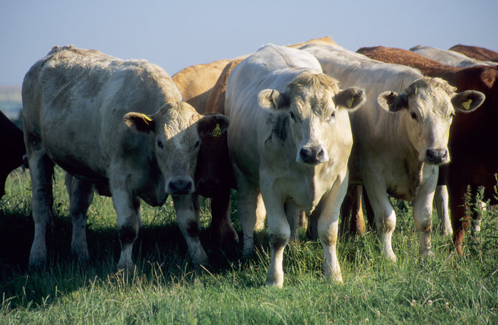 Ethical and Sustainable Sourcing